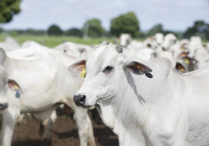 Arroba do boi sobe, mas exportações de carne têm queda de 29% no início de setembro