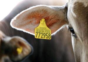 Rastreabilidade bovina exige incentivo financeiro e atuação dos frigoríficos, diz estudo