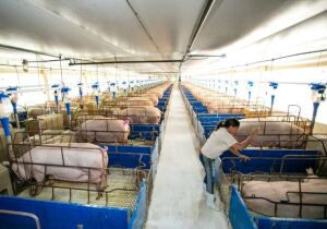 Suinocultura cresce e setor busca caminhos para atrair e reter profissionais
