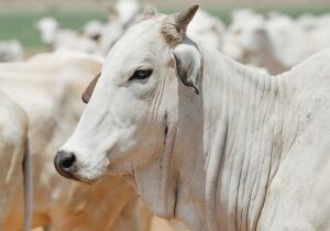 China aplica tarifa de 55% à carne bovina brasileira ao atingir cota de importação