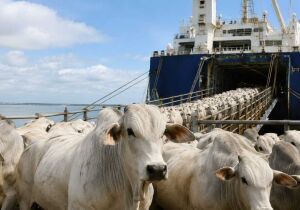 Exportação de gado em pé bate recorde e deve somar 1,3 milhão de cabeças em 2026
