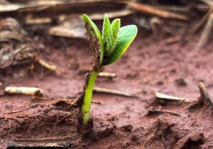 Plantio da soja avança em MS com atenção às condições climáticas