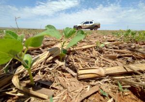 MS já plantou 2,5 milhões de hectares de soja