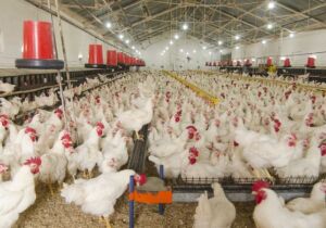 UE deve decidir até novembro se libera aves e mel do Brasil