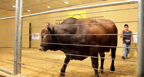 7º Leilão Bonsmara MS comercializa touros PO prontos para a reprodução