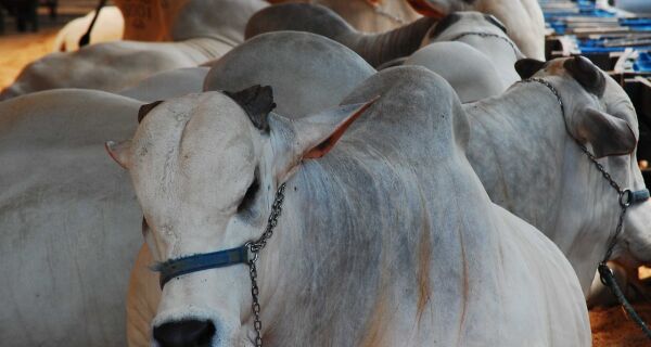 Nelore representa quase 50% de todos os bovinos que estarão na Expogrande