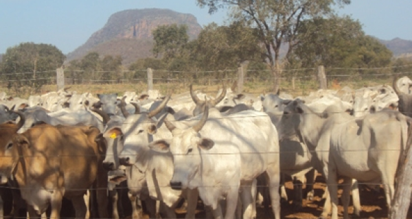 Primeiro leilão de bovinos da Uems será no dia 2 de setembro, em Aquiduana 