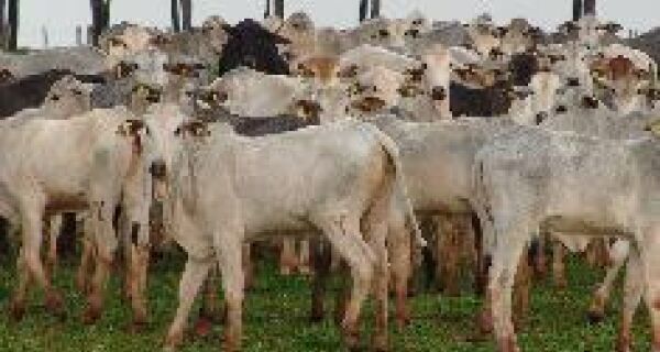 Só 1% em MS podem vender gado à Europa