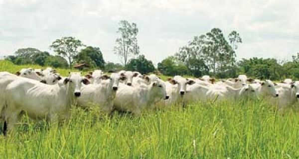 Escassez de gado obriga produtores a recompor rebanho