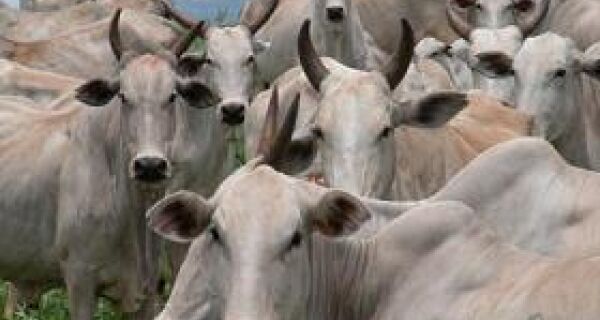Corumbá tem maior rebanho de bovinos do País