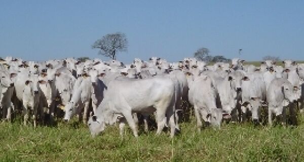 Rebanho bovino nacional cresce 1,5% em 2009
