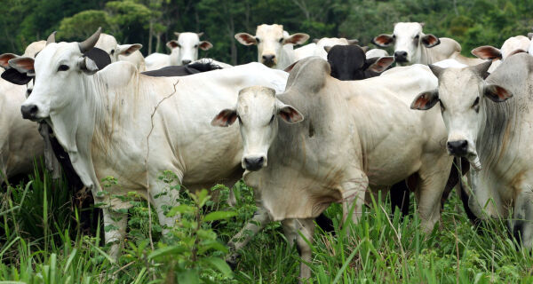 Embrapa lança sistema para planejar produção de bovinos de corte