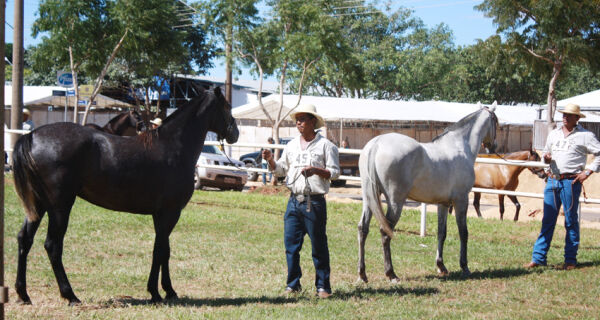 Cavalo pantaneiro define campeã e reservada potra