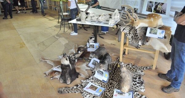 Animais Silvestres atrai atenção de visitantes na  Expogrande