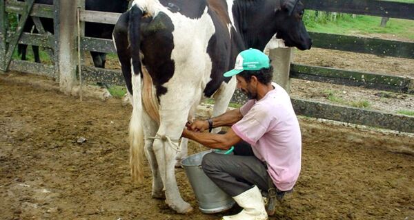 Agricultor familiar de SP compra matrizes leiteiras e aumenta produção em 700%