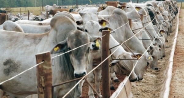 Produção de gado confinado aponta para alta de 31%