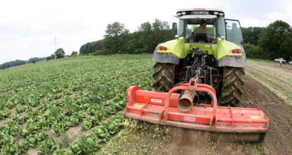 Agricultores da União Europeia devem receber 150 milhões de euros após prejuízos com a E.coli