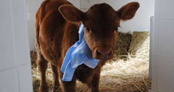 Vaca clonada na argentina produzirá leite similar ao humano