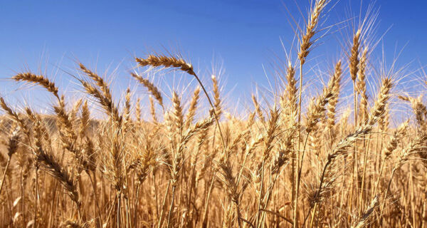 Argentina libera 3 milhões de toneladas de exportação de trigo para 2011/12
