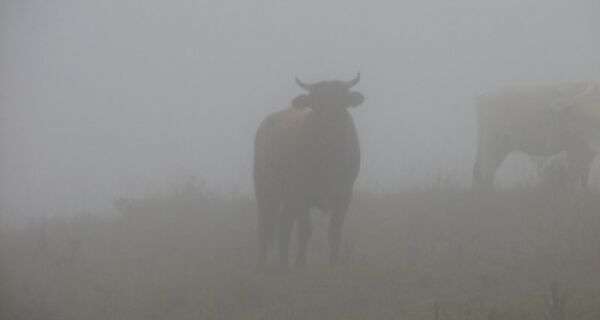 Em MS, pecuaristas investem para evitar morte de gado pelo frio intenso