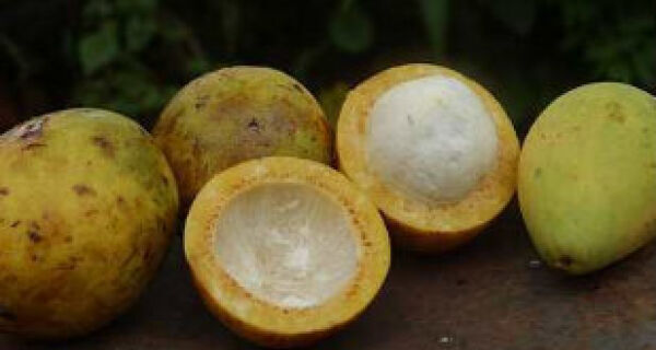 Líquidas ou em pó: pesquisadores querem “refazer” frutas