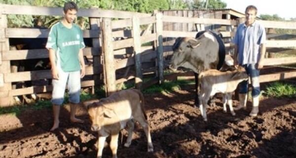Produtores do Itamarati investem para evitar morte de gado