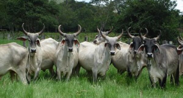 Criadores de gado da Bahia acrescentam soja à ração para redução de custos