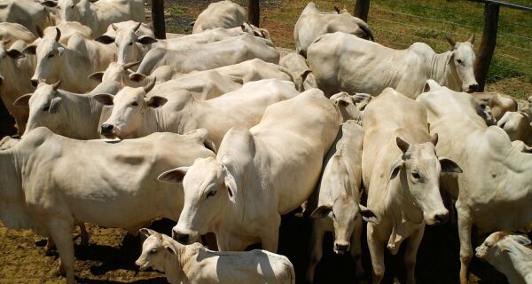 Sindicato pressiona por compra de gado do Paraguai e fala em 600 demissões
