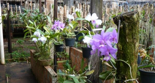 Via Correios, orquídeas de MS eram 'contrabandeadas' para Minas Gerais