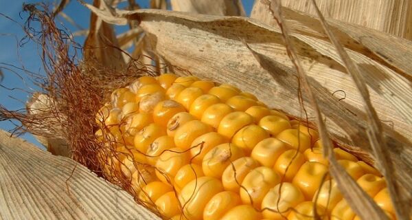 Começa a colheita de milho no sul do Estado