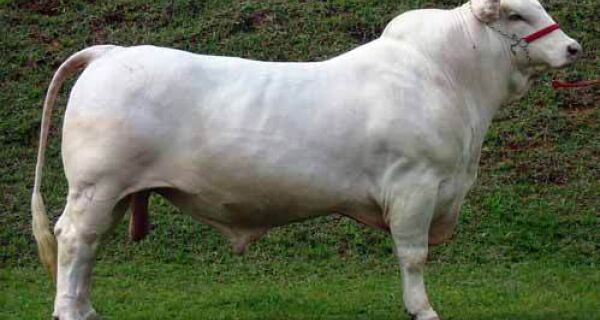 Provas de ganho de peso buscam animais com melhor desempenho