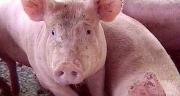 Produtores argentinos vão bloquear ponte para impedir entrada de carne de porco do Brasil 