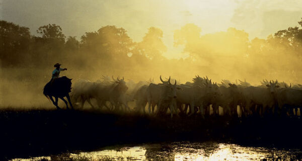 Ensaio fotográfico mostra a vida no Pantanal