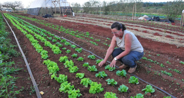 Agropolos devem elevar produção de hortifrútis em 123%