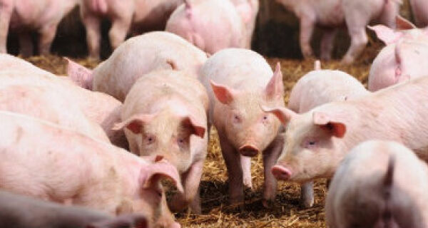 Peste suína faz Rússia sacrificar 15 mil porcos