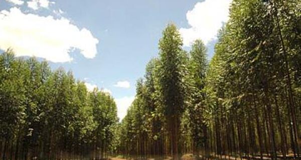 Programa Mais Floresta chega a dois municípios