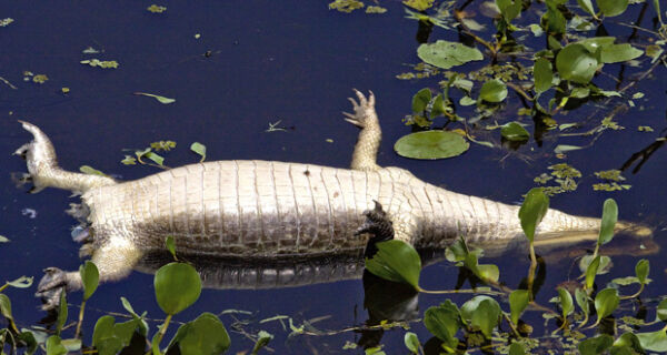 Polícia investiga matança de jacarés no Pantanal de Mato Grosso do Sul