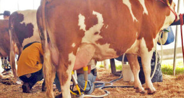 Vacas simental produziram mais de 50 quilos de leite em torneio