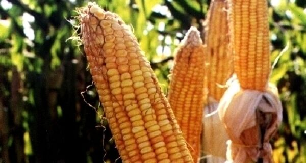 Colheita do milho safrinha supera expectativas de agricultores em MS