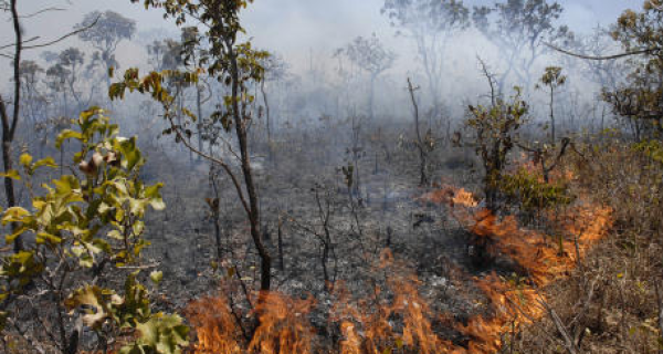 Mato Grosso do Sul reduz em até 90% emissão de CO2 por queimadas