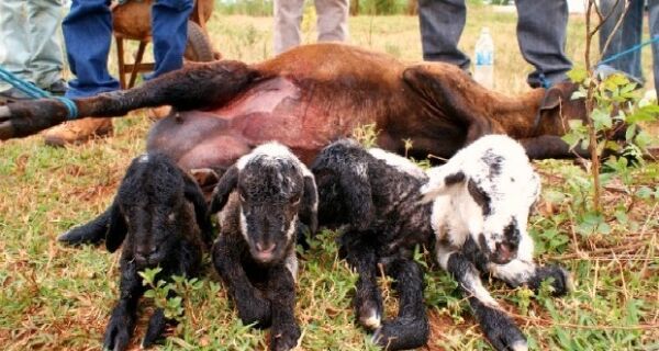 Cabra precisa passar por cesariana e dá à luz quatro filhotes em Naviraí