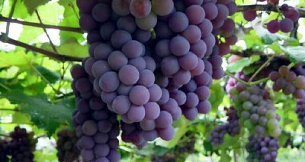 Agricultor busca capacitação  no plantio de uva em MS