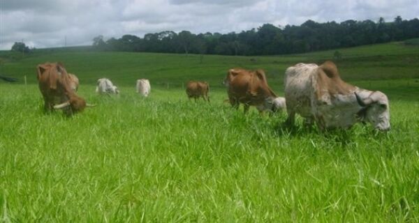 Suplementação alimentar de bovinos é fundamental em período de seca