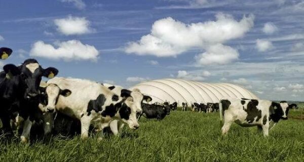 Biodigestor transforma dejetos de animais  em renda