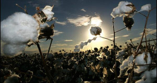 Produtores de algodão têm até 20 de setembro para destruir restos de lavoura