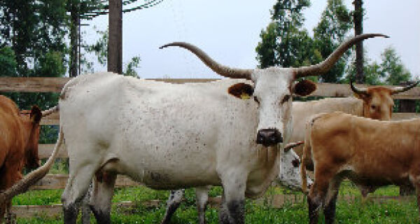 Criadores disputam nome de raça bovina