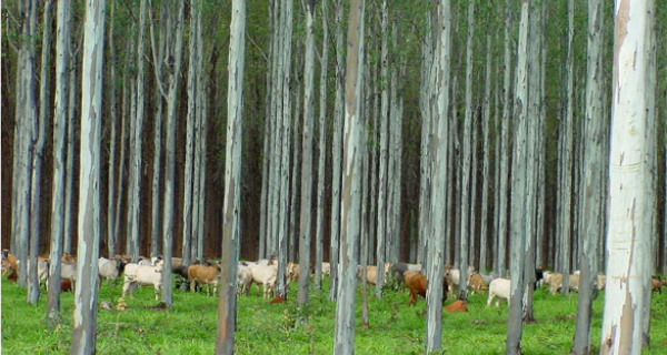 Área de floresta deve atingir 1 milhão de ha em MS