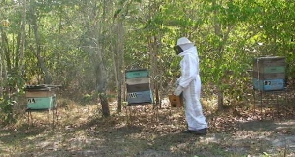 Segunda safra de mel é possível devido à produção de eucalipto em Três Lagoas