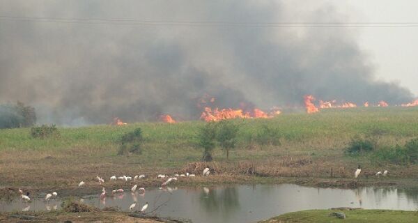 Área de preservação no Pantanal sofre com as queimadas