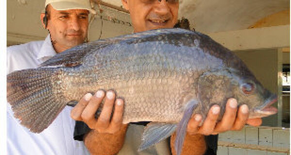 Palestinos querem criar peixes com DNA brasileiro